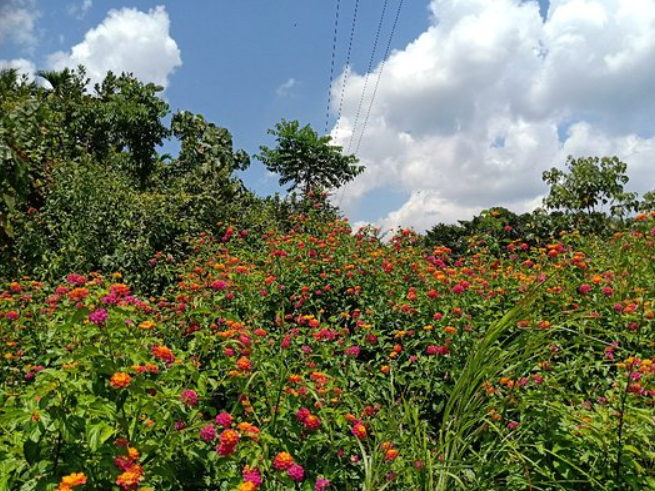 Sammilan Shetty's Butterfly Park